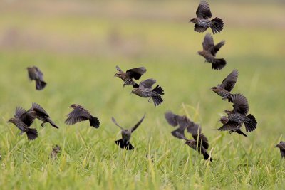 Red-winged Blackbirds