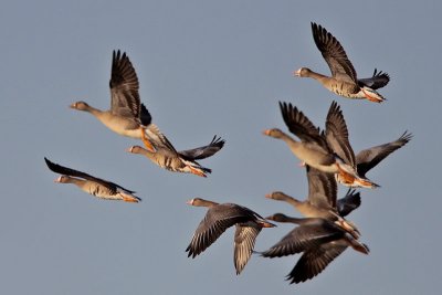 Greater White-fronted Geese