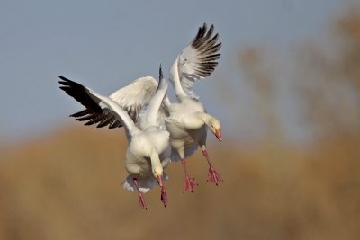 Snow Geese