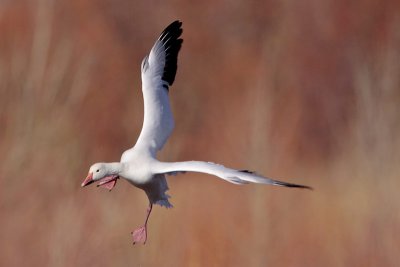 Snow Goose