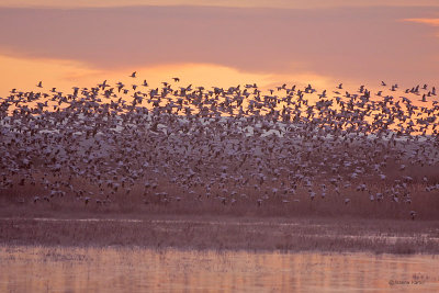 Snow Geese Liftoff at Dawn