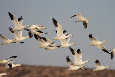 Snow Geese