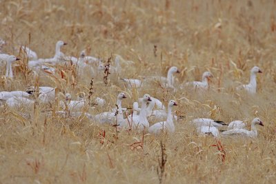 Snow Geese