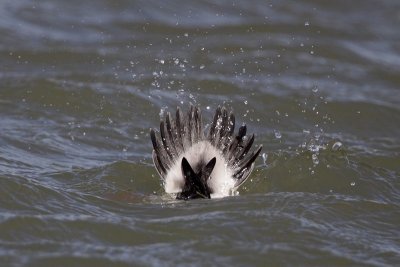 Bufflehead