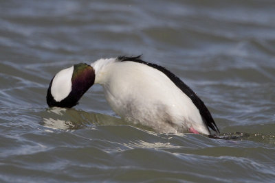 Bufflehead