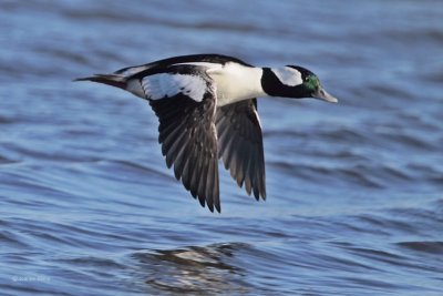 Bufflehead