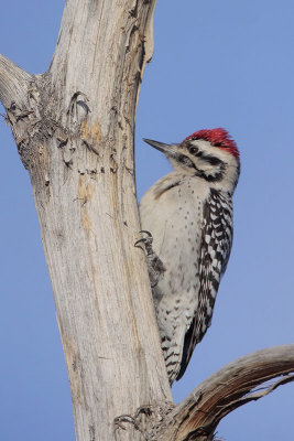 Ladder-backed Woodpecker