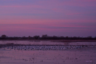 Snow Geese at Dawn