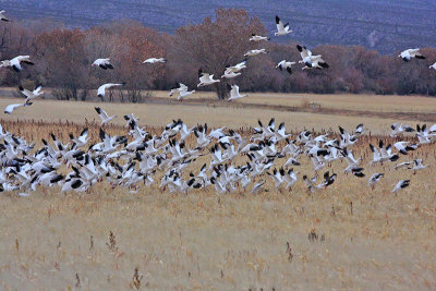 Snow Geese Taking Off