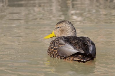 Mottled Duck