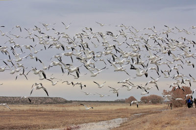Snow Geese and the Photogs