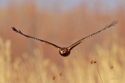 Northern Harrier