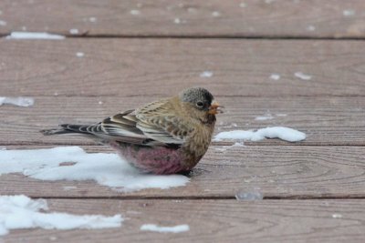 Brown-capped Rosy-Finch