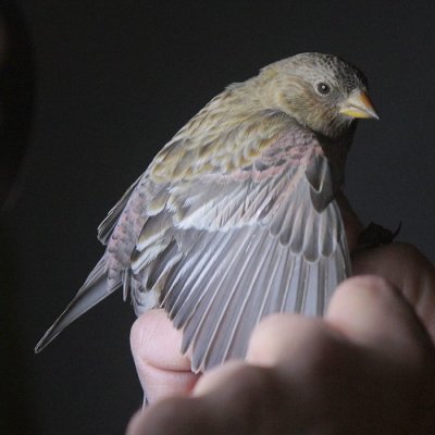 Brown-capped Rosy-Finch