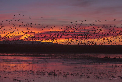 Snow Geese at Dawn