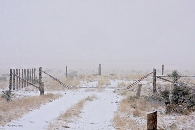 Snowfall in Desert Scrub