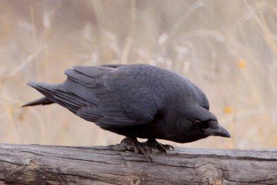 Common Raven