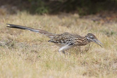 Greater Roadrunner