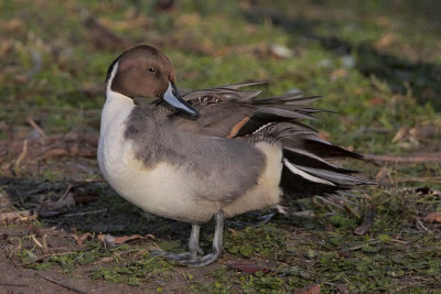 Northern Pintail