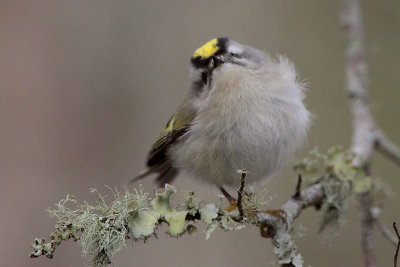 Golden-crowned Kinglet