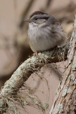 Swamp Sparrow