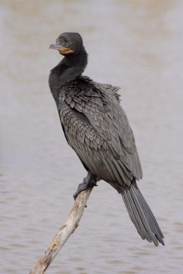 Neotropic Cormorant