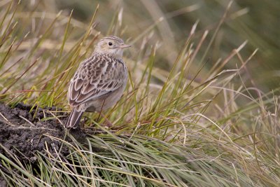 Sprague's Pipit