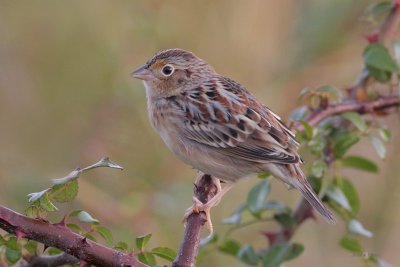 Grasshopper Sparrow