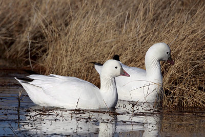 Ross's Goose