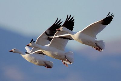 Snow Goose