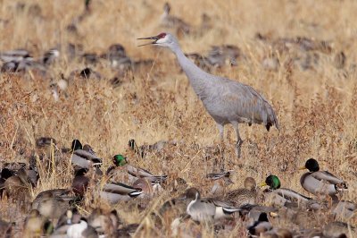 Sandhill Crane Walking Thru Duck Territory