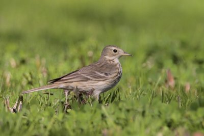 Wagtails and Pipits