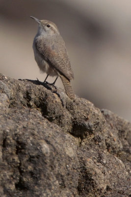 Rock Wren