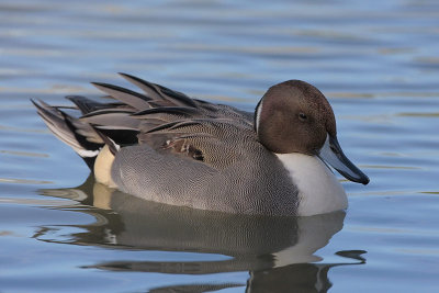 Northern Pintail