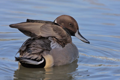 Northern Pintail