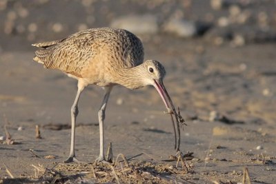 Long-billed Curlew and Crab