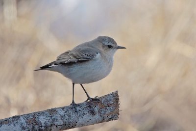 Northern Wheatear