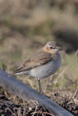 Northern Wheatear