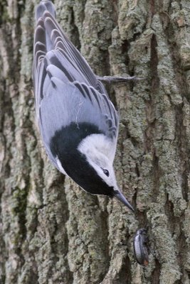 White-breasted Nuthatch and Beetle