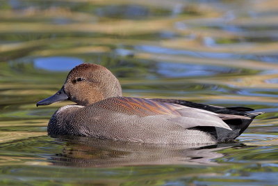 Gadwall