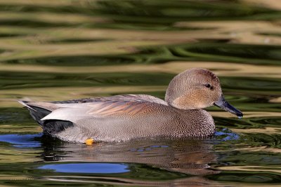 Gadwall