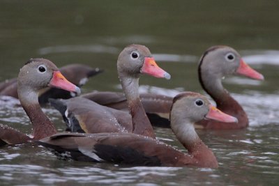 Black-bellied Whistling Ducks