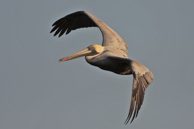 Brown Pelican