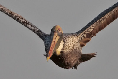 Brown Pelican