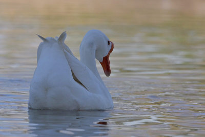 Barnyard Goose