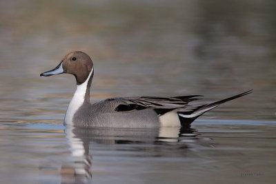 Northern Pintail