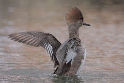 Hooded Merganser