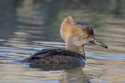 Hooded Merganser