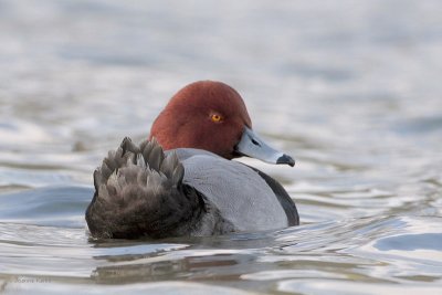 Redhead