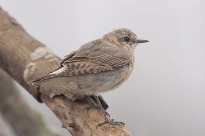 Northern Wheatear